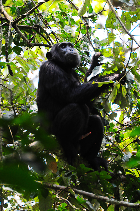 248 - Chimpanzee Kibale Forest DSC_0685